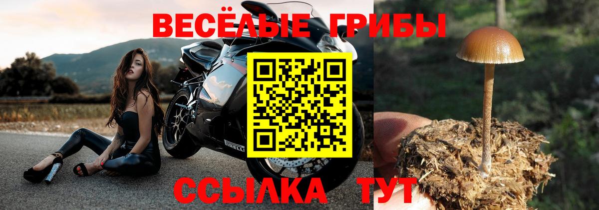 Псилоцибиновые грибы Psilocybine cubensis  Галлюциногенные грибы Psilocybe  Вход с VPN  как найти   Белово 